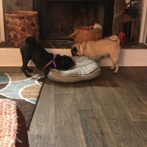 Meet your Posher, Dorothy